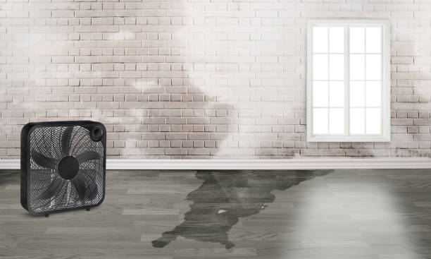 Best Water damage restoration process  in Shields, MI